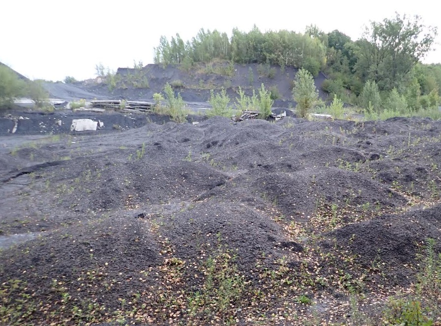 Heterogenní posttěžební krajina ponechaná primární sukcesi je především příležitostí pro pestrost